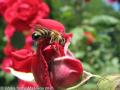 včely sú vďačné za každý kvet
